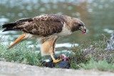 Hawk eating coot