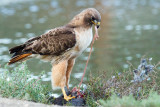 Hawk eating coot