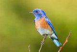 Western Bluebird