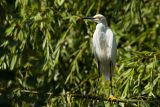 Snowy Egret