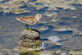 Least Sandpiper