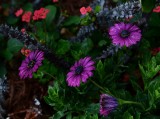 Purple flowers.jpg