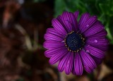 Soft focus flower.jpg