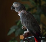 Barney100300lens.jpg