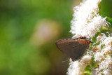 Grey Hairstreak