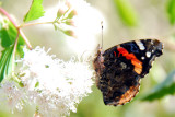 Red Admiral on Fragrant Mistflower