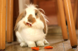Cheney-Bunny.jpg