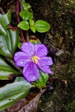 17. A botanical gardens specimen.