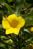 25. A specimen in the gardens.