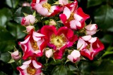 7.  English roses.