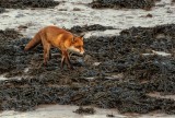 Fox On The Foreshore