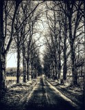 Avenue Of Trees (Apr 24th)