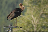 Black Stork<br><i>Ciconia nigra</i>