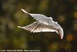 Black-Headed Gull<br><i>Chroicocephalus ridibundus</i>