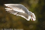 Black-Headed Gull<br><i>Chroicocephalus ridibundus</i>