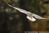 Black-Headed Gull<br><i>Chroicocephalus ridibundus</i>