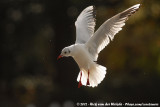 Black-Headed Gull<br><i>Chroicocephalus ridibundus</i>