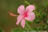 Chinese Rose<br><i>Hibiscus rosa-sinensis</i>