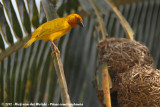 African Golden Weaver<br><i>Ploceus subaureus aureoflavus</i>