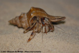 Land Hermit Crab<br><i>Coenobita rugosus</i>