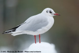 Black-Headed Gull<br><i>Chroicocephalus ridibundus</i>