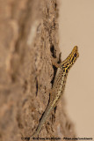 Yellow-Headed Dwarf Gecko<br><i>Lygodactylus picturatus picturatus</i>