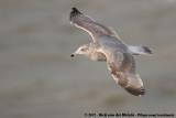 European Herring Gull<br><i>Larus argentatus ssp.</i>