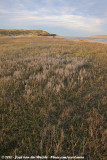 The tidal plains in the Slufter