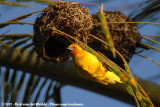 African Golden Weaver<br><i>Ploceus subaureus aureoflavus</i>