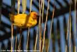 African Golden Weaver<br><i>Ploceus subaureus aureoflavus</i>