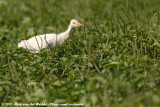 Western Cattle Egret<br><i>Bubulcus ibis</i>