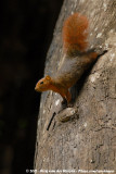 Red-Bellied Coast Squirrel<br><i>Paraxerus palliatus tanae</i>