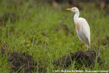 Western Cattle Egret<br><i>Bubulcus ibis</i>