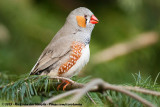 Zebra Finch<br><i>Taeniopygia guttata castanotis</i>