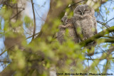 Tawny Owl<br><i>Strix aluco aluco</i>