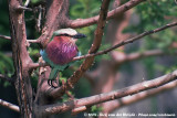 Lilac-Breasted Roller<br><i>Coracias caudatus caudatus</i>