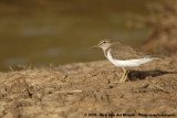 Common SandpiperActitis hypoleucos