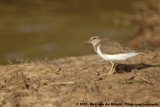 Common Sandpiper<br><i>Actitis hypoleucos</i>