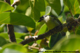 Yellow-Rumped TinkerbirdPogoniulus bilineatus bilineatus