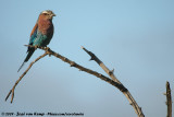 Lilac-Breasted RollerCoracias caudatus caudatus