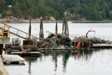 Oyster Farming