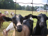 goats picture 3