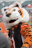 Cincinnati Bengals mascot Who Dey
