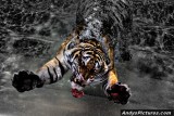 Swimming Tiger