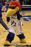 Kansas Jayhawks mascot - Baby Jay