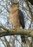 Coopers Hawk