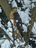 Sharp-shinned Hawk