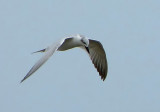 Gull-billed Tern