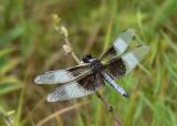 Widow Skimmer
