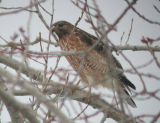 Red-shouldered Hawk